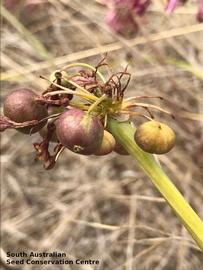   Fruits:nbsp;  Calostemma purpurea ; Photo by South Australian Seed Conservation Centre, used with permission 
